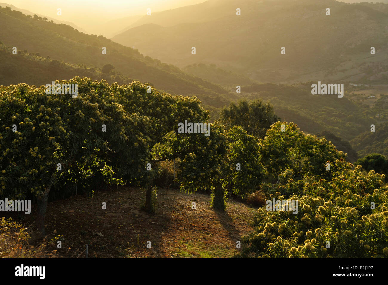 Dolci alberi di castagno nella luce della sera vicino a Gaucin, Serrania de Ronda, Andalusia, Spagna Foto Stock