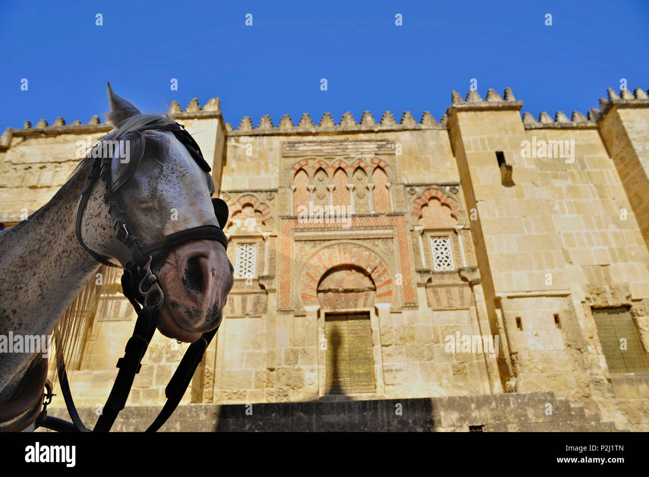 Cariage cavallo di fronte alla Mezquita di Cordova, Andalusia, Spagna Foto Stock