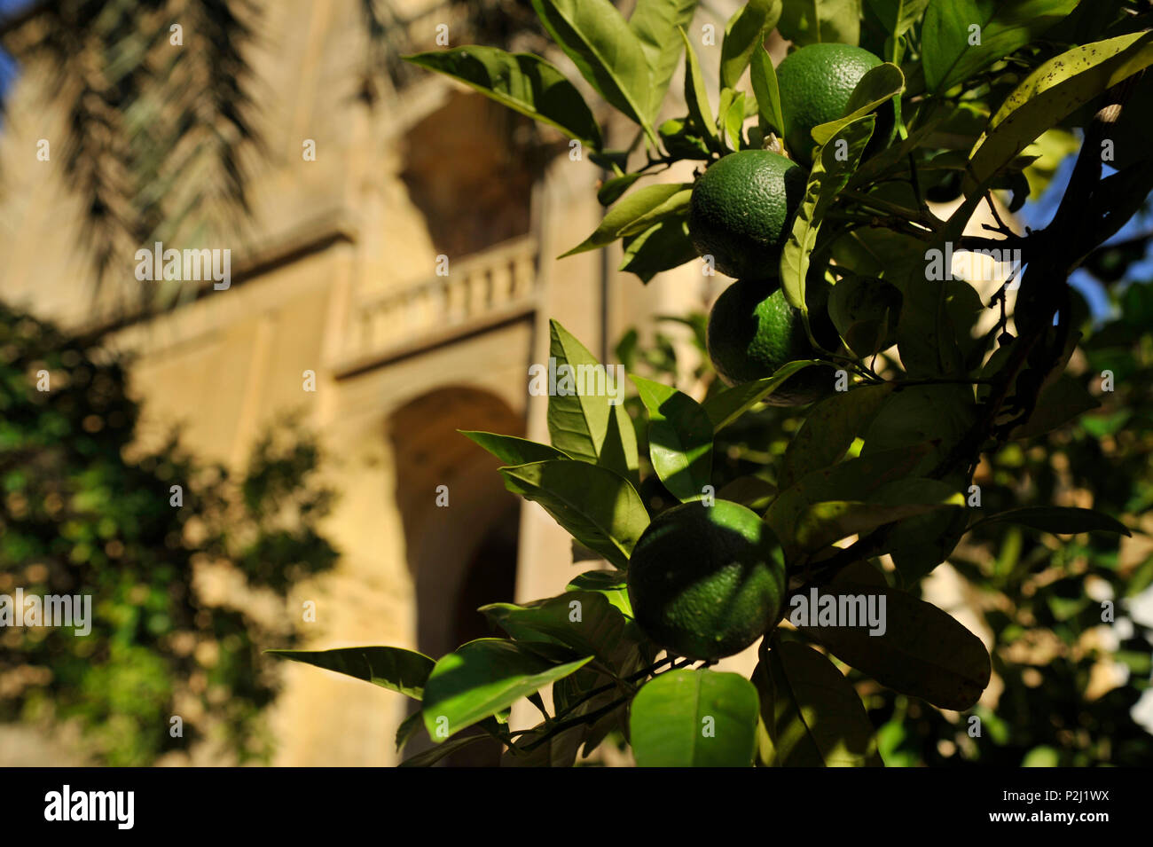 Arance verde sulla struttura ad albero nel giardino alla Mezquita in sera, Cordoba, Andalusia, Spagna Foto Stock