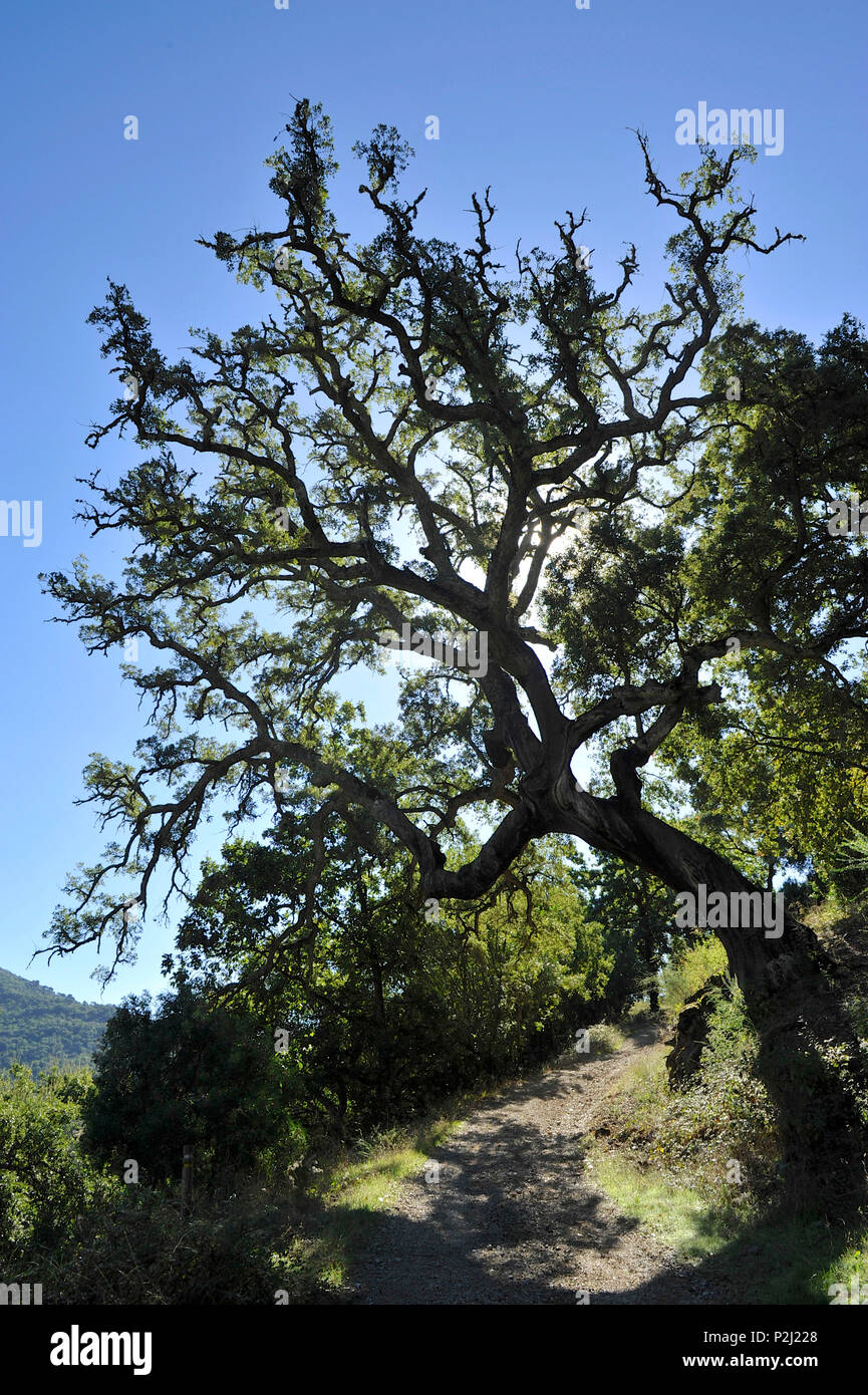 Vecchia Quercia da sughero con bizar rami leasing su un percorso, Serrania de Ronda, Andalusia, Spagna Foto Stock