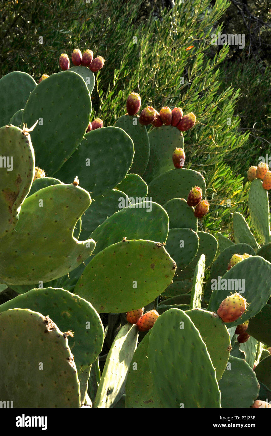 Cactus e querce da sughero in la Serrania de Ronda, Andalusia, Spagna Foto Stock