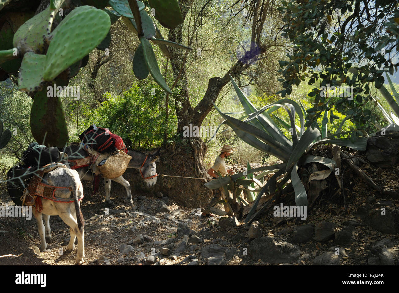 Uomo che cammina con gli asini sotto le querce da sughero, cactus e una grande agave, l uomo con i suoi due asini andaluso in la Serrania de Foto Stock