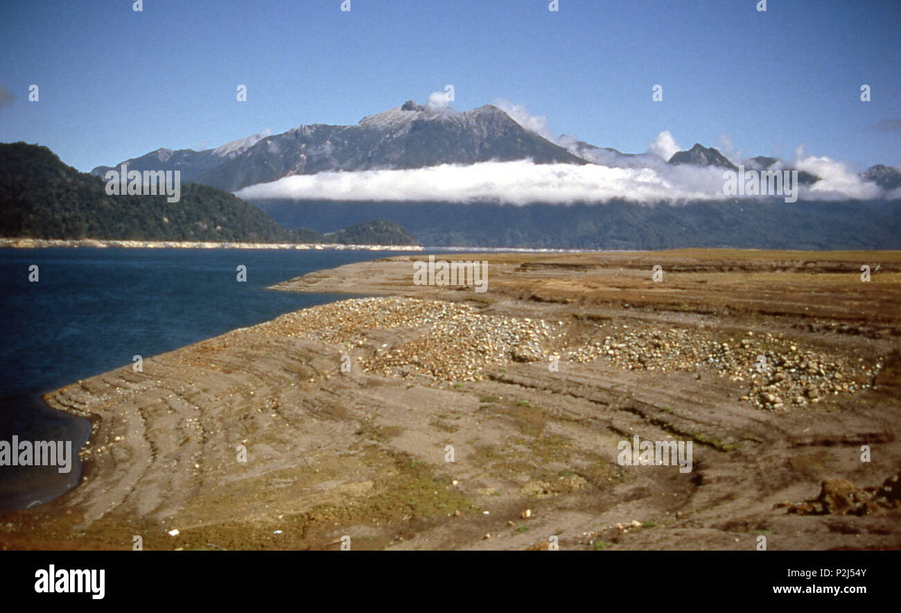 Alerre andino, il Parco Nazionale del Lago di Chapo, Cile 1997 Foto Stock