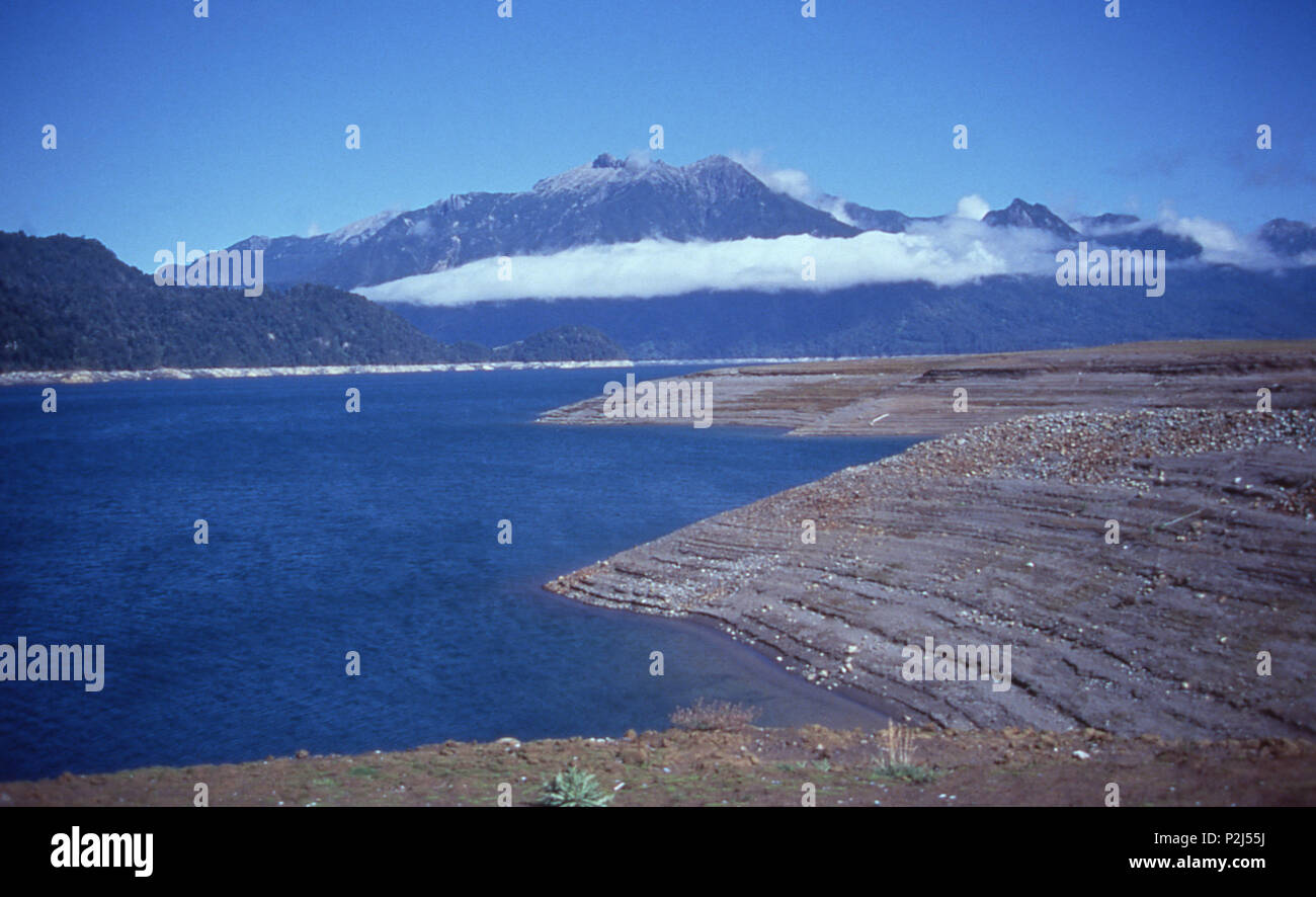 Alerre andino, il Parco Nazionale del Lago di Chapo, Cile 1997 Foto Stock