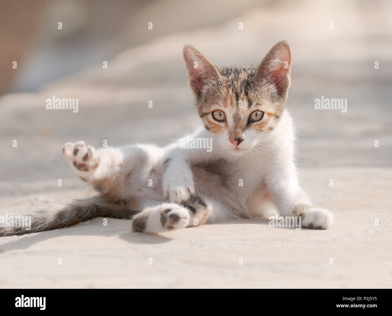 Carino diluire calico tabby baby kitten rotolo attorno scherzosamente sulla sua schiena, espone il suo ventre, Cipro Foto Stock