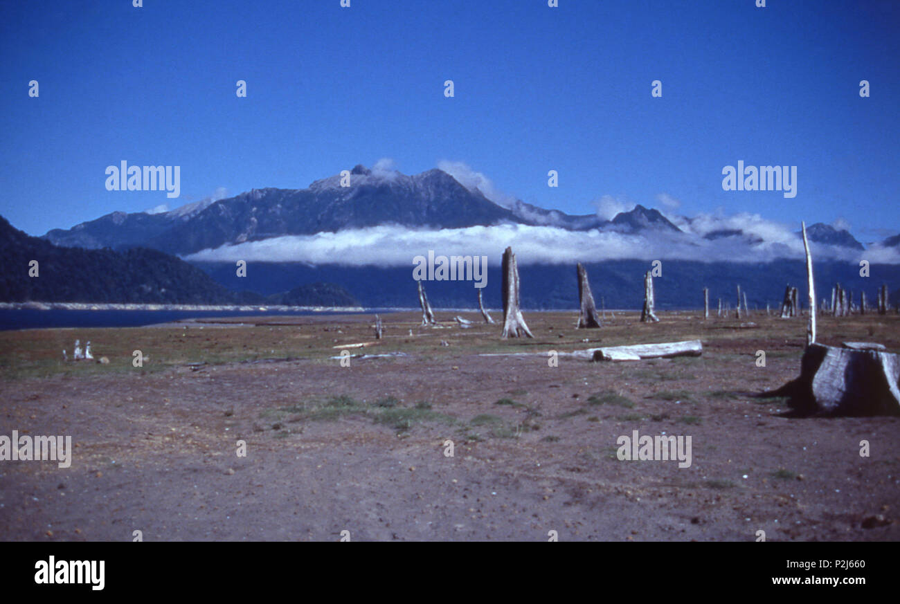 Alerre andino, il Parco Nazionale del Lago di Chapo, Cile 1997 Foto Stock