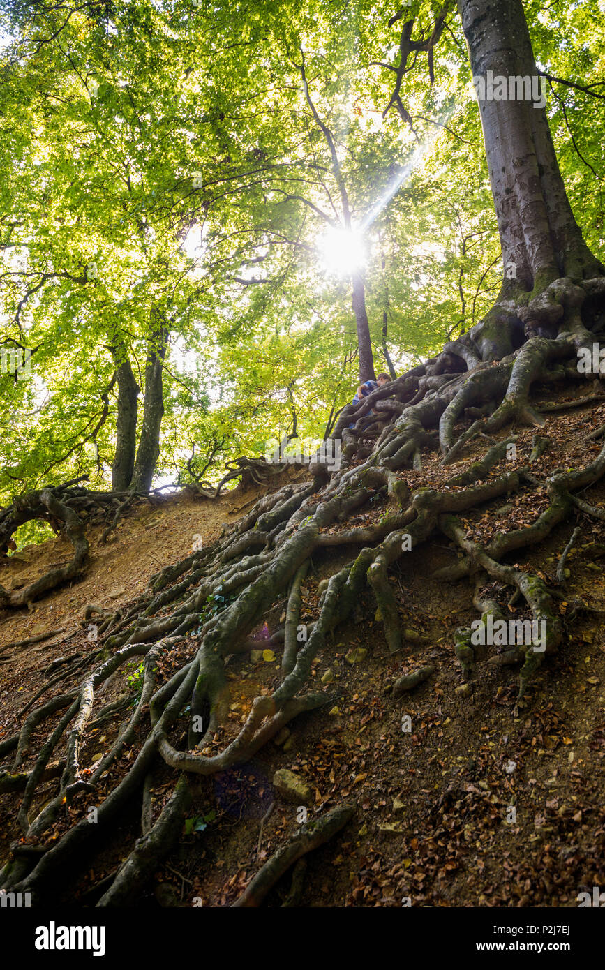 Vecchio faggi, Roetteln Castello, Loerrach, Foresta Nera, Baden-Wuerttemberg, Germania Foto Stock