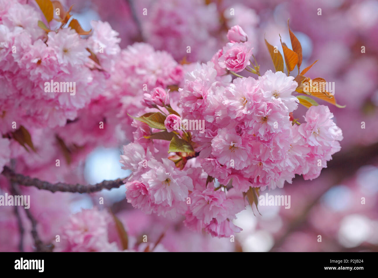 Fiore di Ciliegio, ciliegia giapponese, Lat. Prunus serrulata, molla, Monaco di Baviera, Baviera, Baviera, Germania, Europa Foto Stock