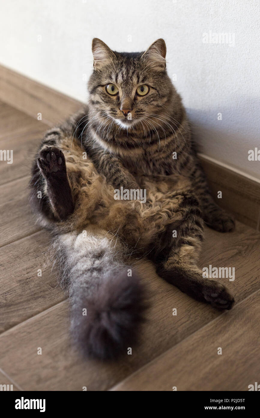 Gatto in una posizione scomoda guardando la fotocamera Foto Stock