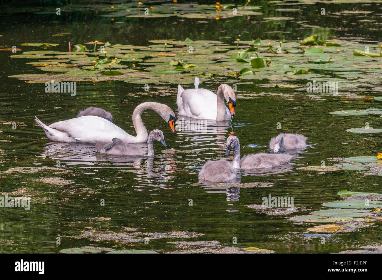 Cigno famiglia i genitori e cygnets sul Sankey canal. Foto Stock