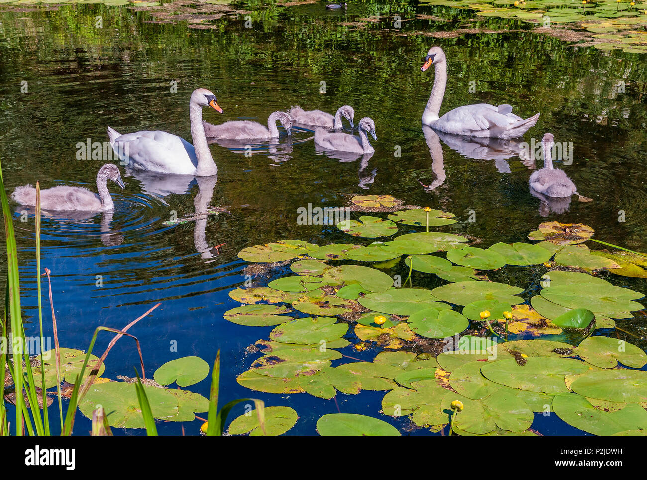 Cigno famiglia i genitori e cygnets sul Sankey canal. Foto Stock