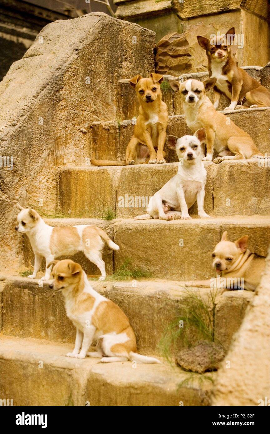 Pellicola originale titolo: beverly hills chihuahua. Titolo inglese: beverly hills chihuahua. Regista: RAJA GOSNELL. Anno: 2008. Credito: Walt Disney Pictures / DAZA, DANIEL / Album Foto Stock