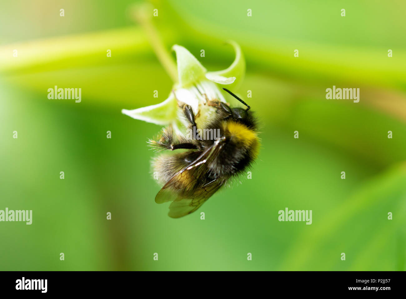 Un'ape per raccogliere il polline da una pianta di lampone in un giardino inglese in estate Foto Stock