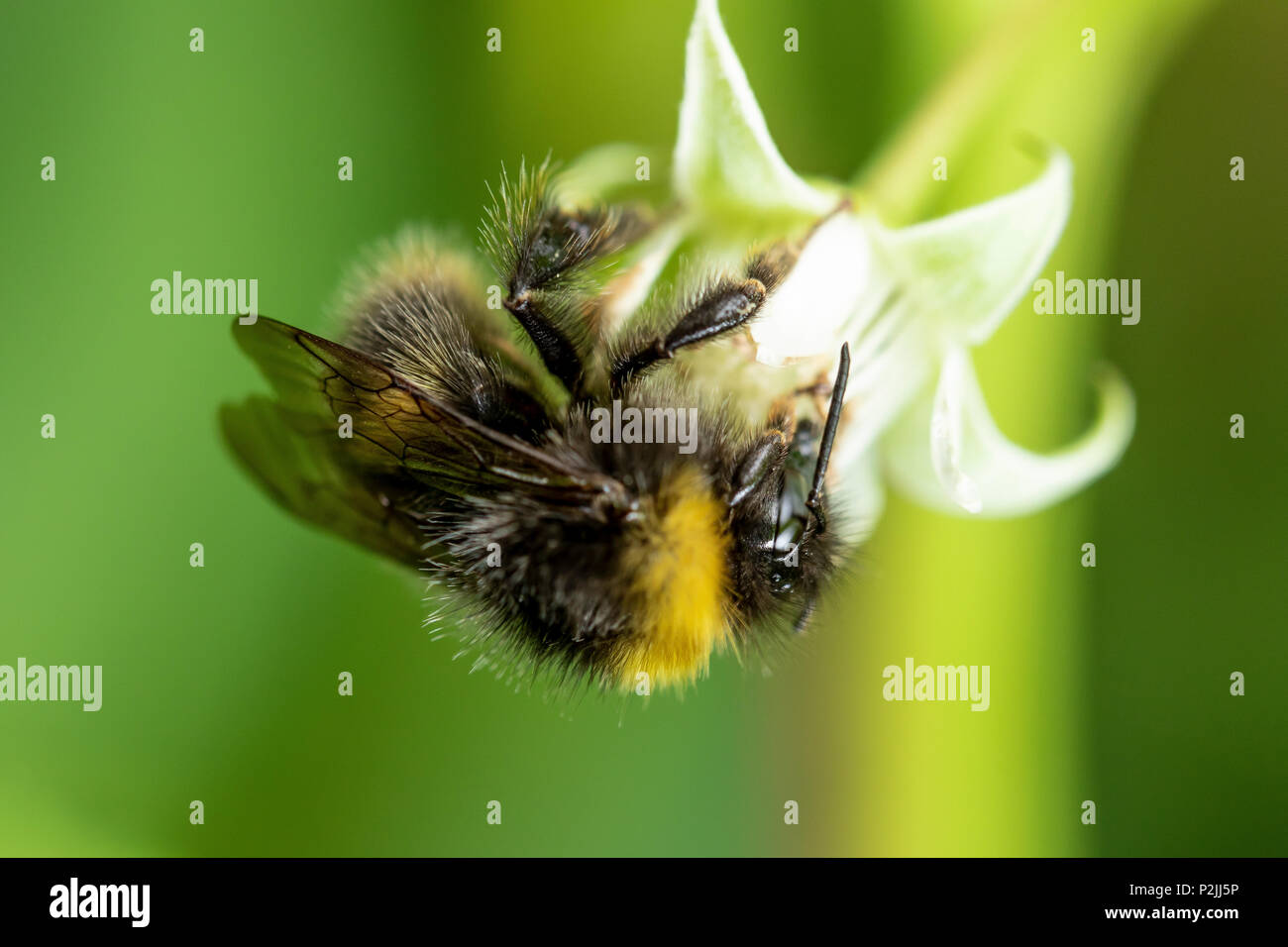 Un'ape per raccogliere il polline da una pianta di lampone in un giardino inglese in estate Foto Stock