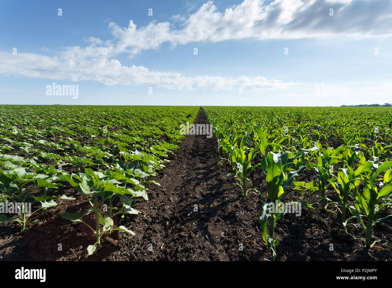 Verde giovane mais e girasole campo sotto cielo nuvoloso, tempo di giorno Foto Stock