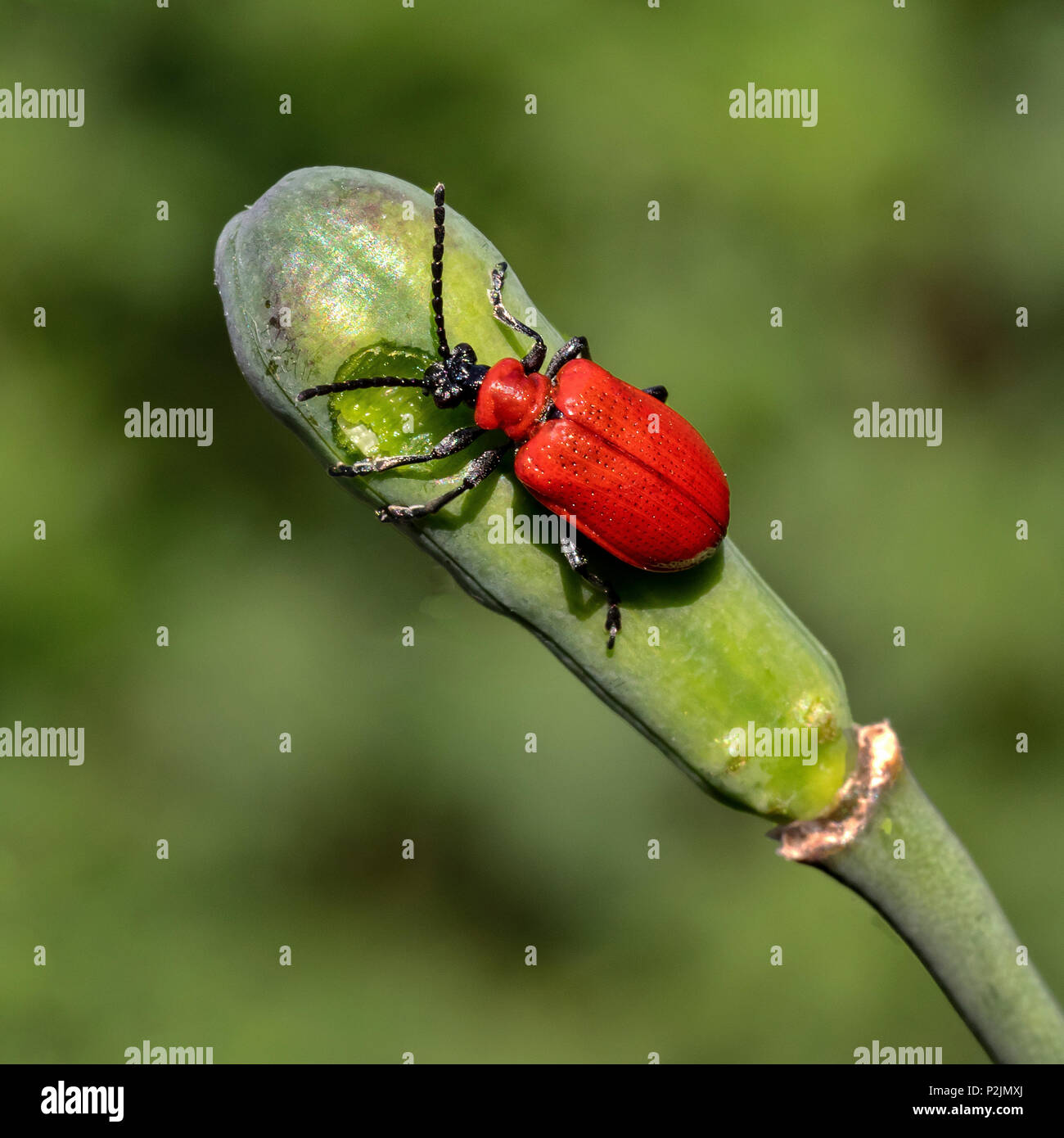 Comune soldato rosso Beetle Foto Stock