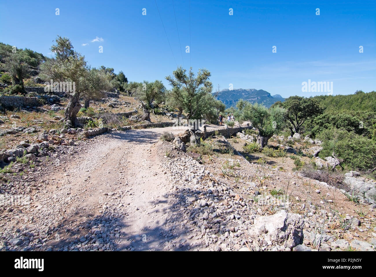 Sentiero natura del paesaggio in vista montagne Tramuntana tra Soller e Cala Tuent, Mallorca, Spagna. Foto Stock