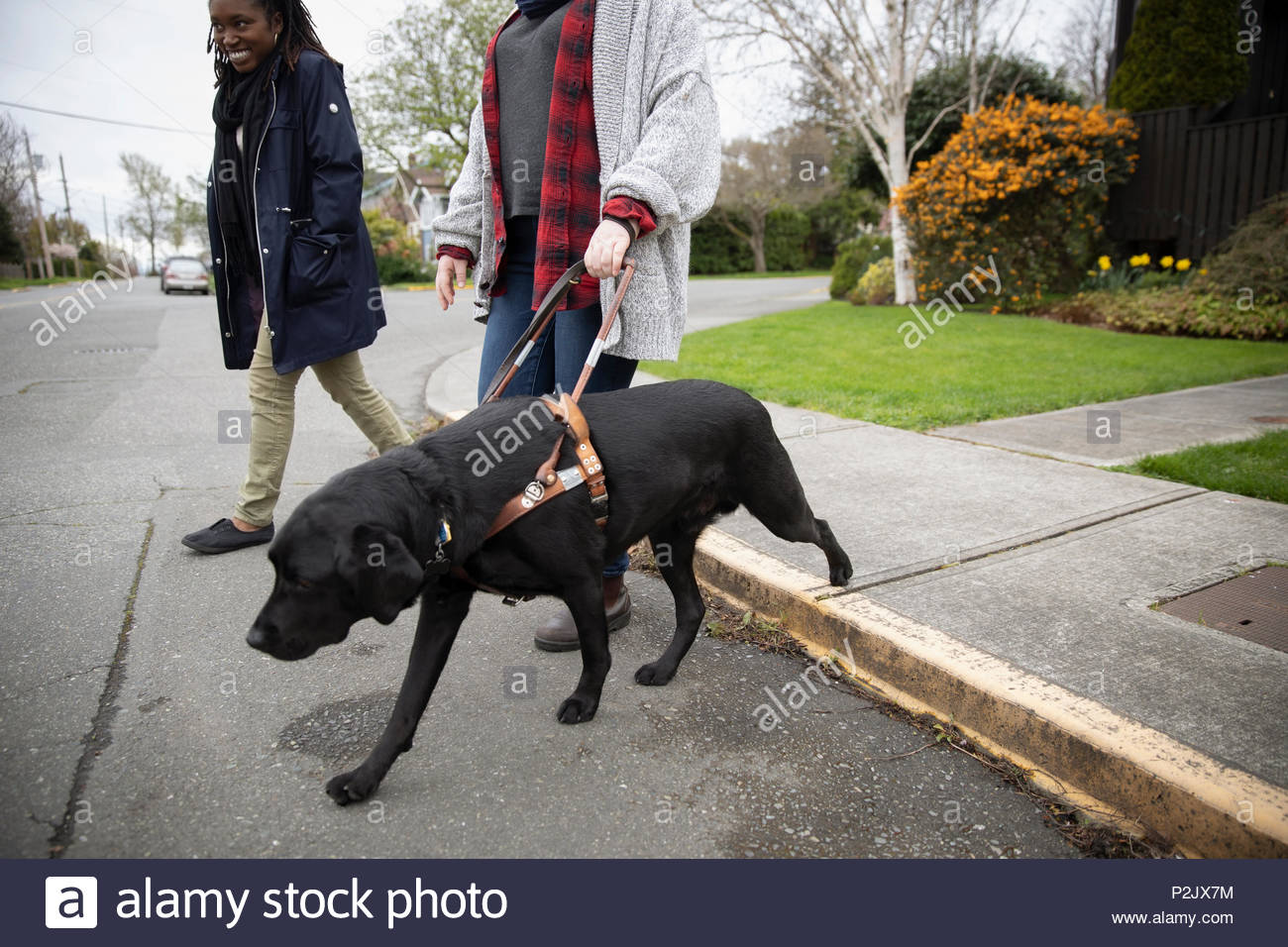 Seeing Eye dog portando ipovedenti Donna che cammina in strada Foto Stock