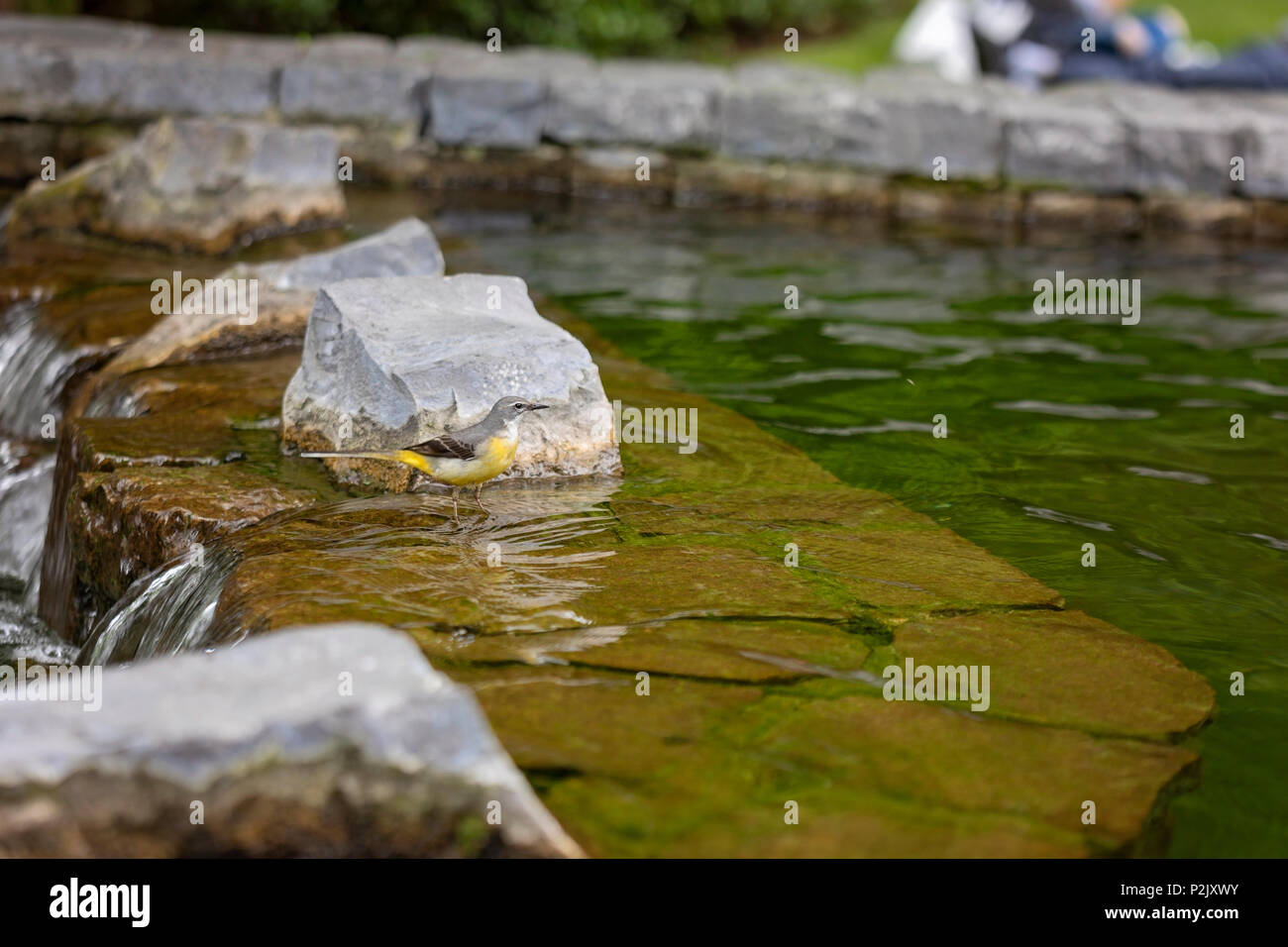 Giubileo Park, Canary Wharf, Londra Foto Stock