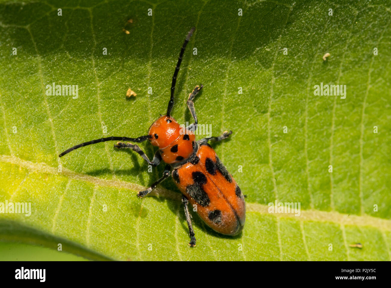 Red Milkweed Beetle (Tetraopes tetrophthalmus) Foto Stock