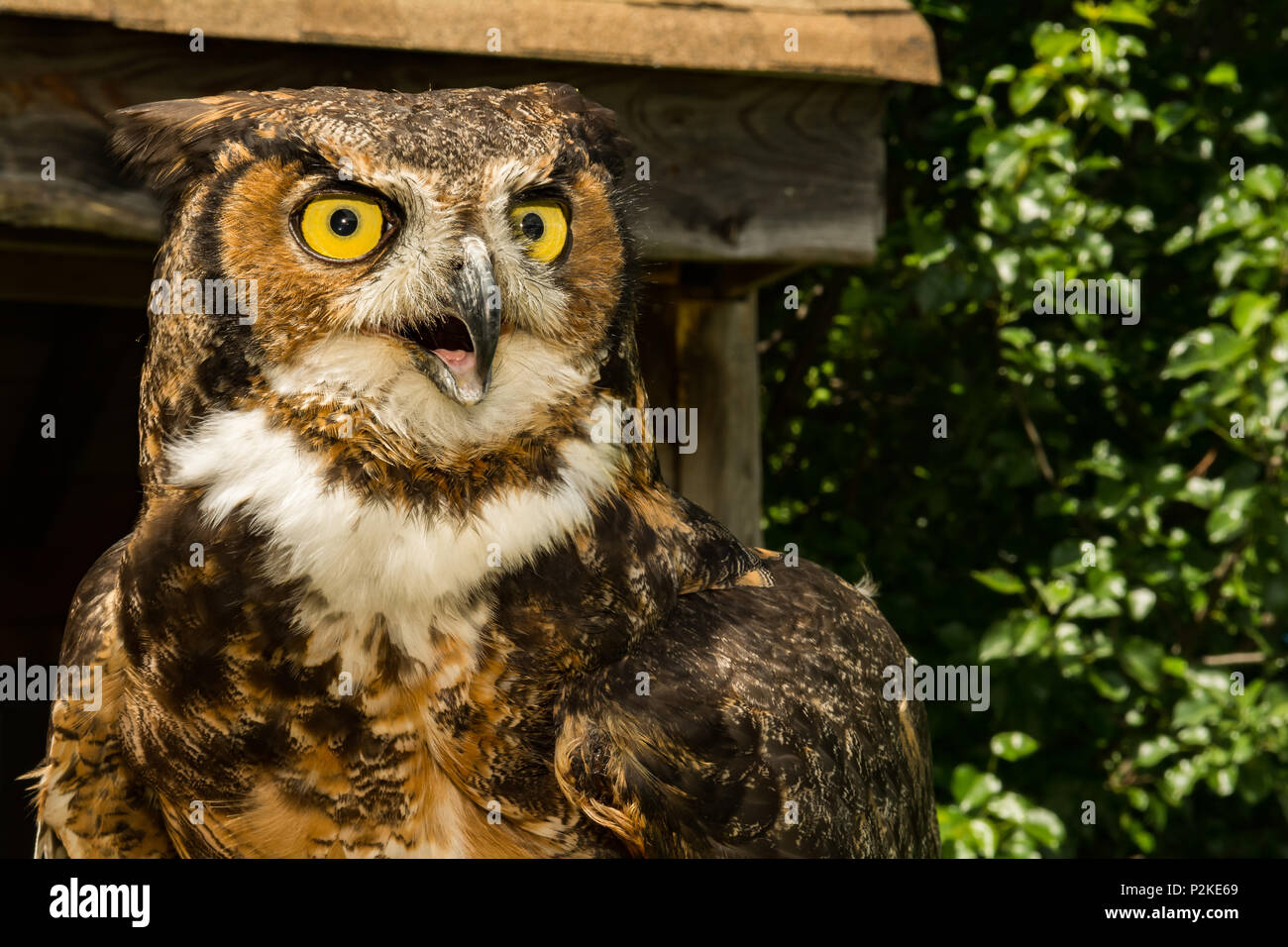 Grande Gufo cornuto (Bubo virginianus) Foto Stock