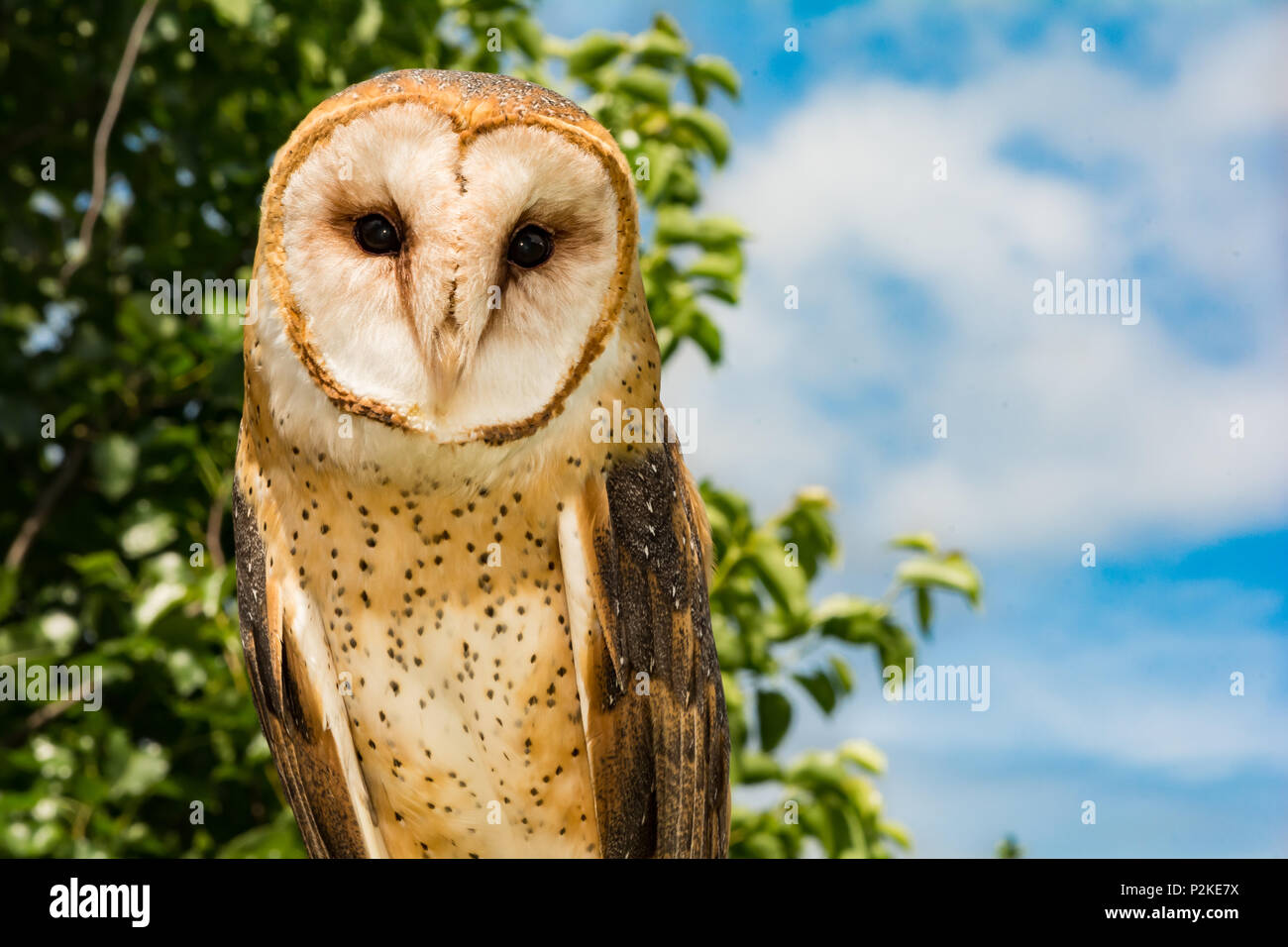 Il barbagianni (Tyto alba) Foto Stock