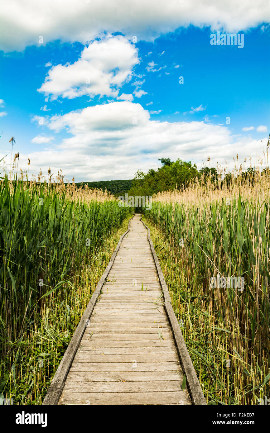 Appalachian Trail Boardwalk Foto Stock