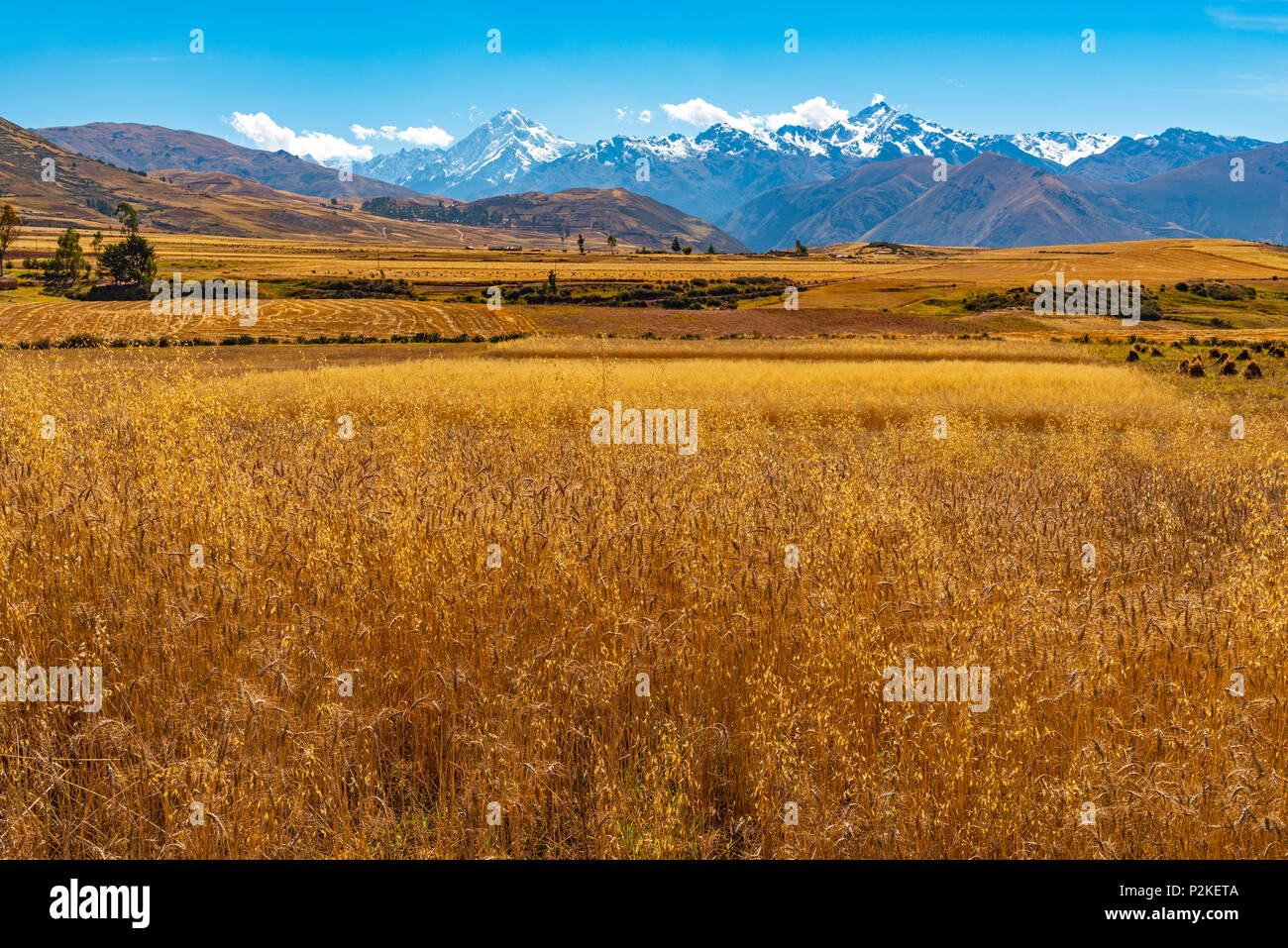 Un campo di grano in Valle Sacra degli Inca tra Maras e Cusco nella Cordigliera delle Ande con il picco di Salkantay in background, Perù. Foto Stock