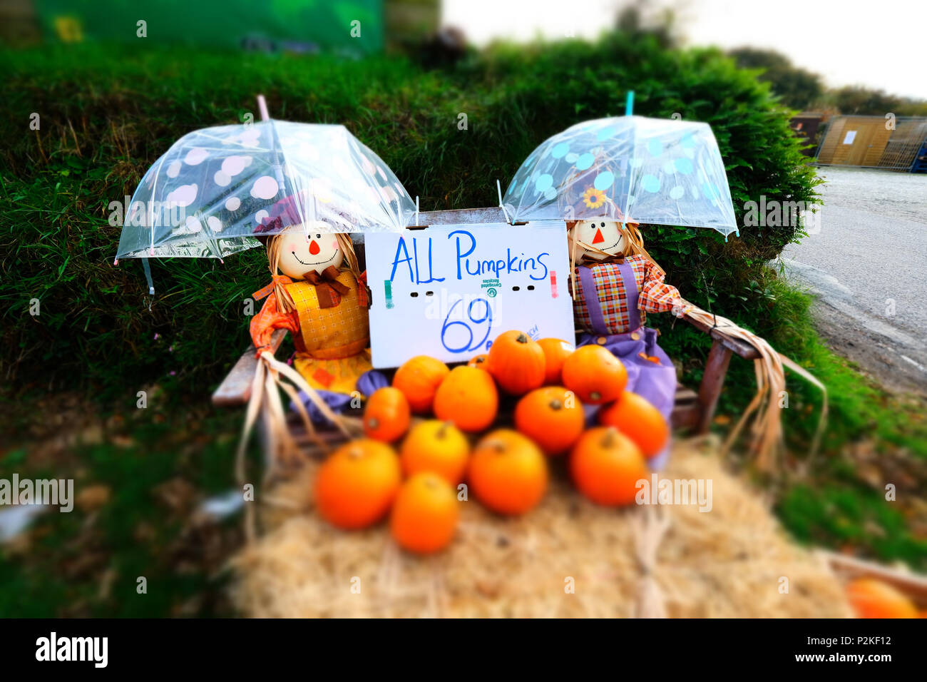 Zucche Scarecrows e ombrelloni Foto Stock