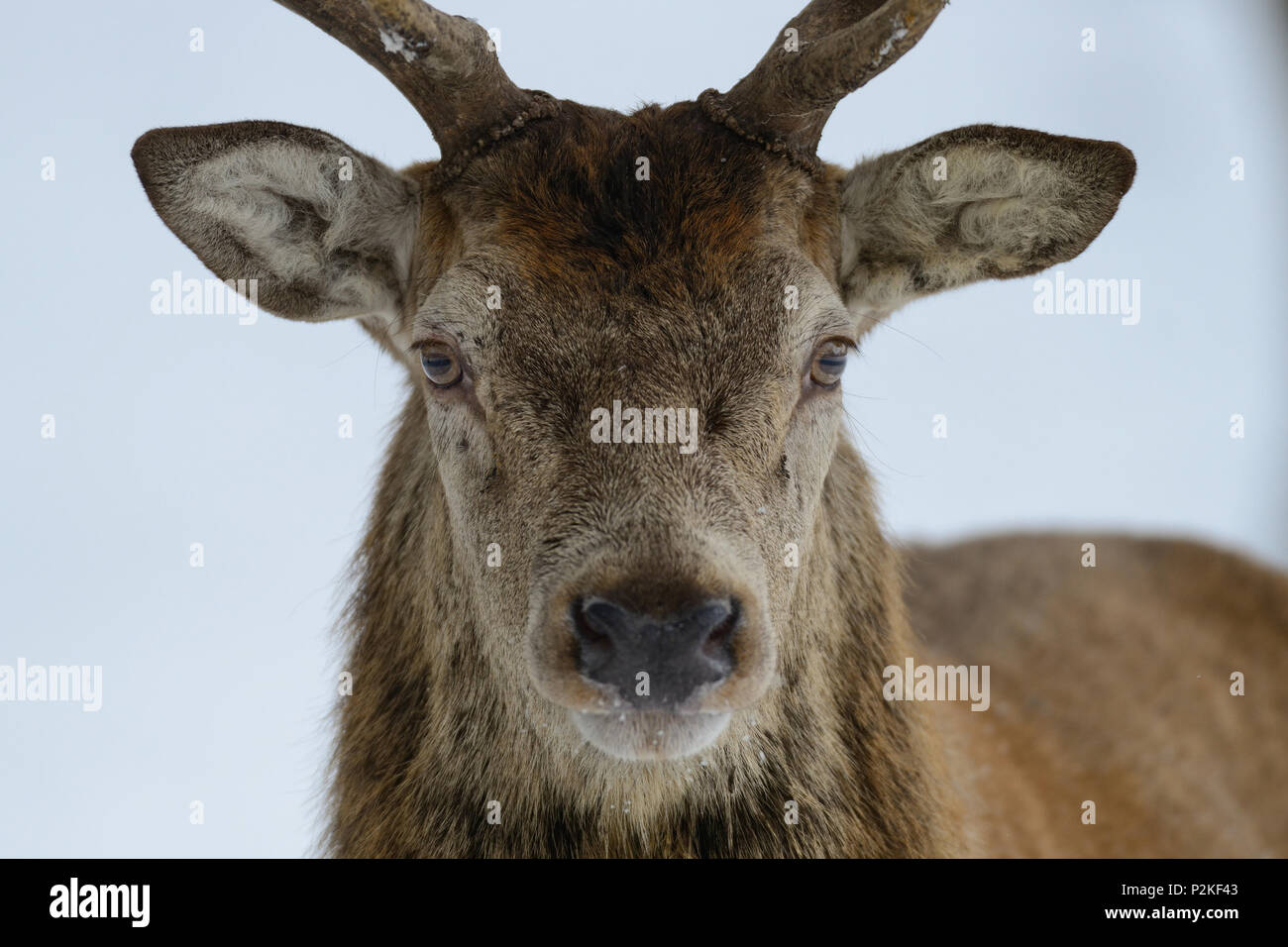 Red Deer testa maschio verticale, in inverno, (cervus elaphus) Foto Stock