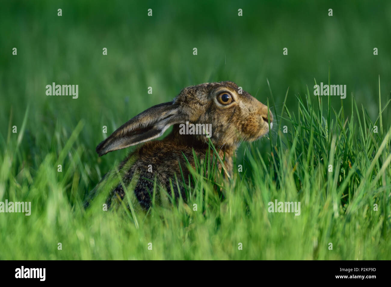 Brown lepre seduta nel prato, molla (Lepus capensis) Foto Stock