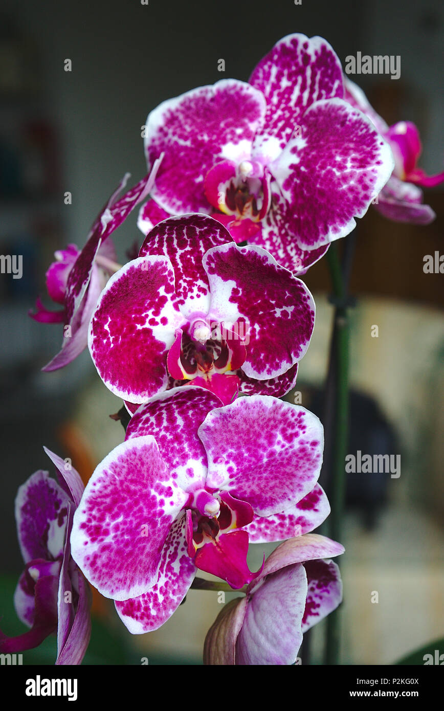 Rosa e le orchidee bianche in stretta fino Foto Stock