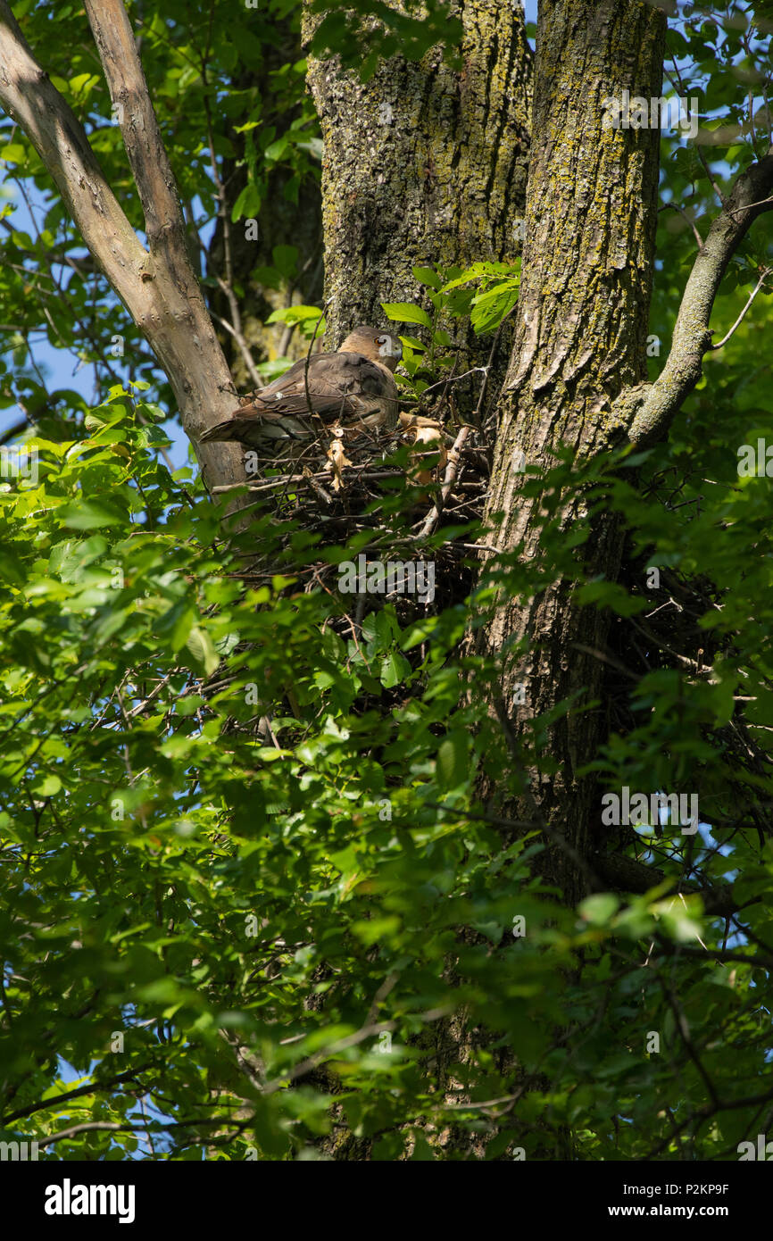 Una femmina di Cooper's hawk a nido in un parco a Toronto, Ontario, Canada. Foto Stock