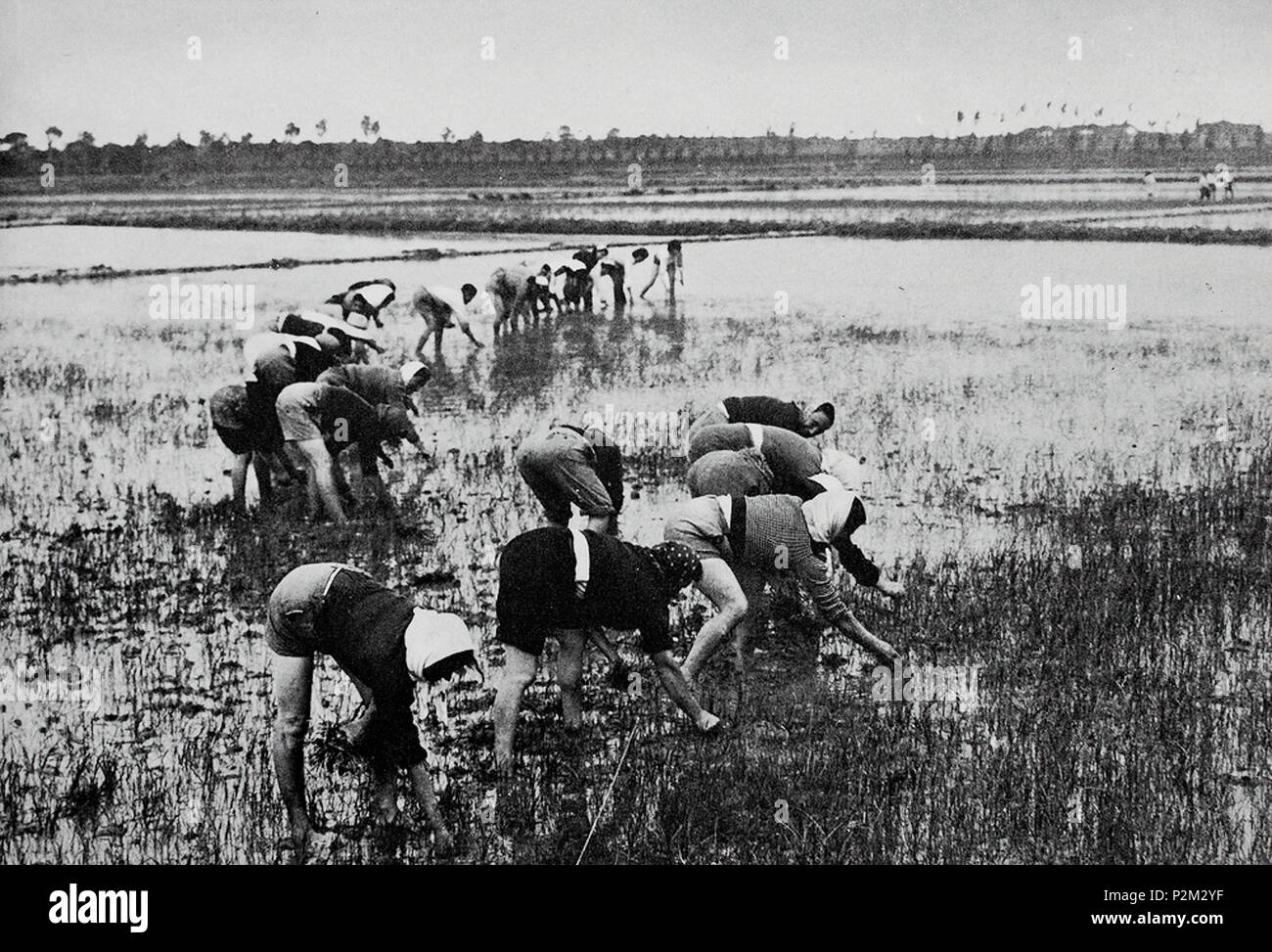 . Questo file non ha descrizione e può essere privo di altre informazioni. Si prega di fornire una descrizione significativa di questo file. . 1940s 4 gennaio 2018 (originale data di caricamento). L'originale uploader era Pierpao in Italiano . 58 Mondine Foto Stock