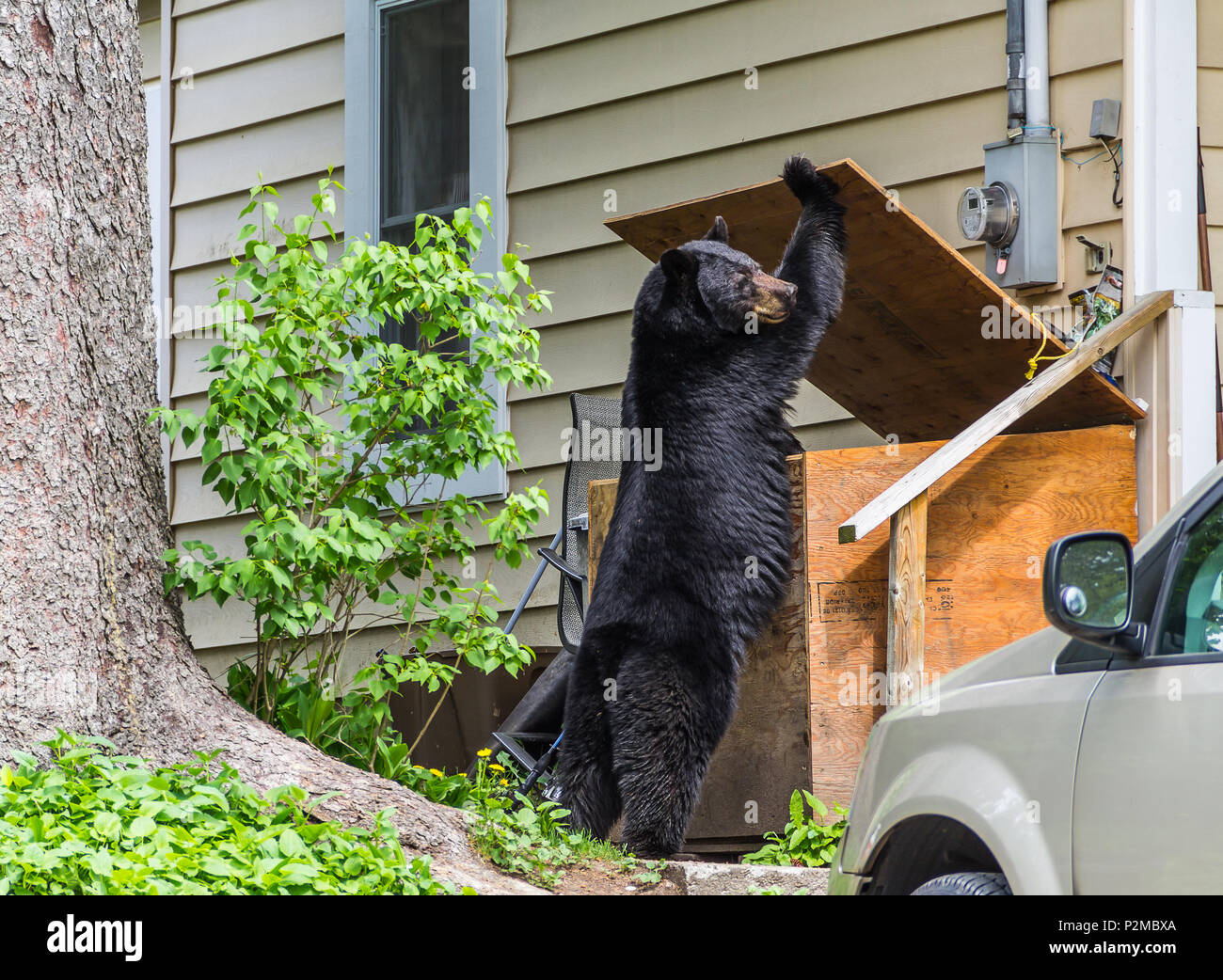 Black Bear aprendo la scatola ferma in piedi posteriori, curioso animale Foto Stock
