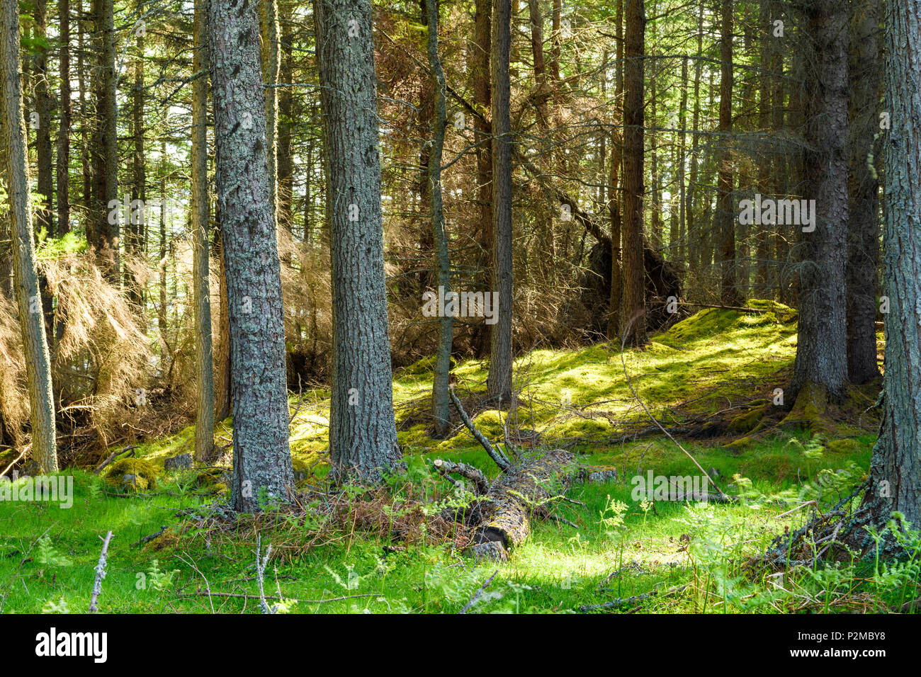 La luce del sole che splende attraverso gli alberi creando pezzata luce luce sul suolo della foresta, Sutherland,Scozia. 27 Maggio 2018 Foto Stock