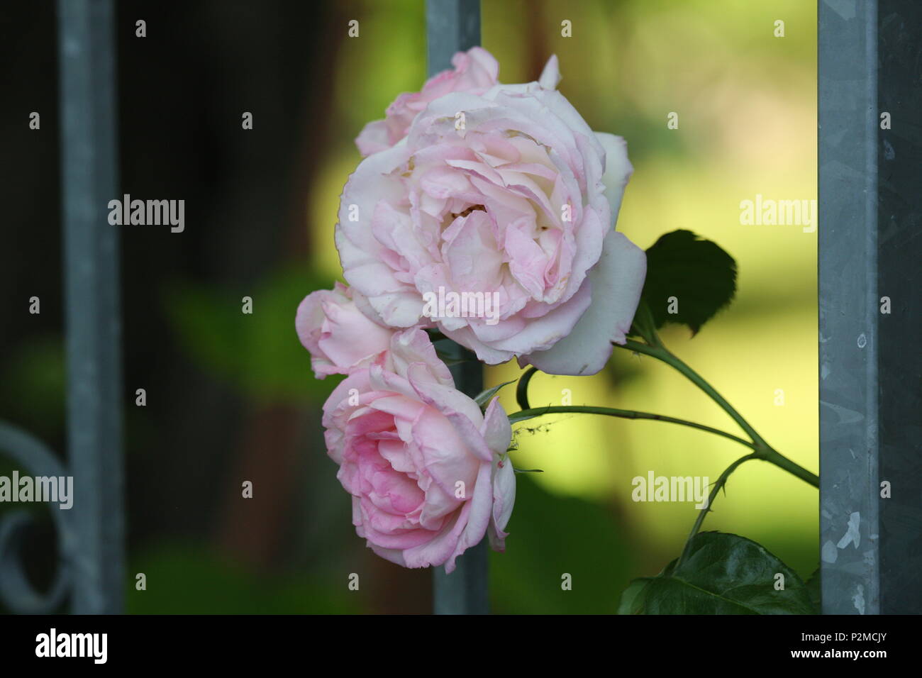 Sguardo ravvicinato di un rosa rosa fiore. Foto Stock