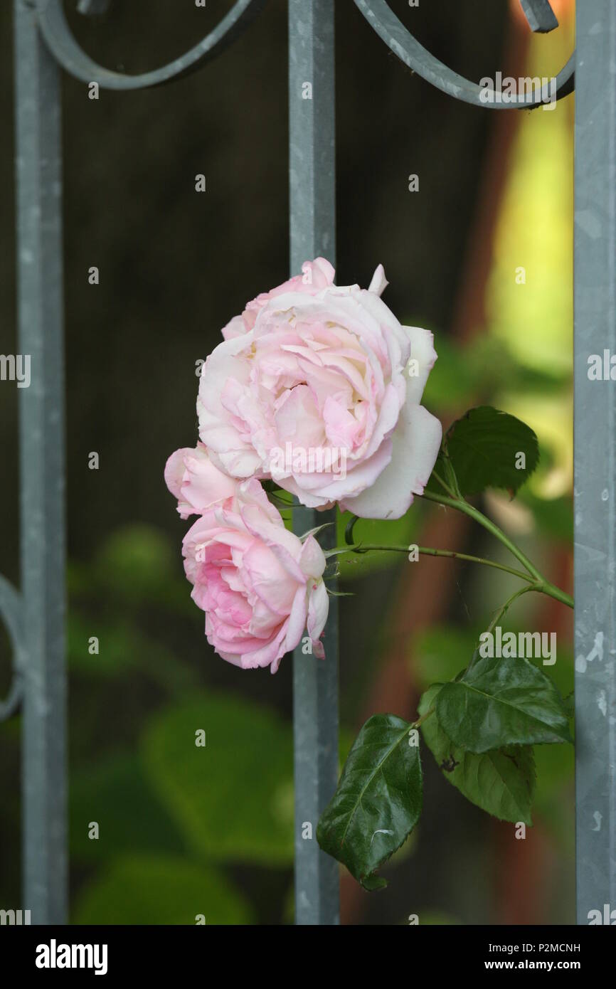 Sguardo ravvicinato di un rosa rosa fiore. Foto Stock