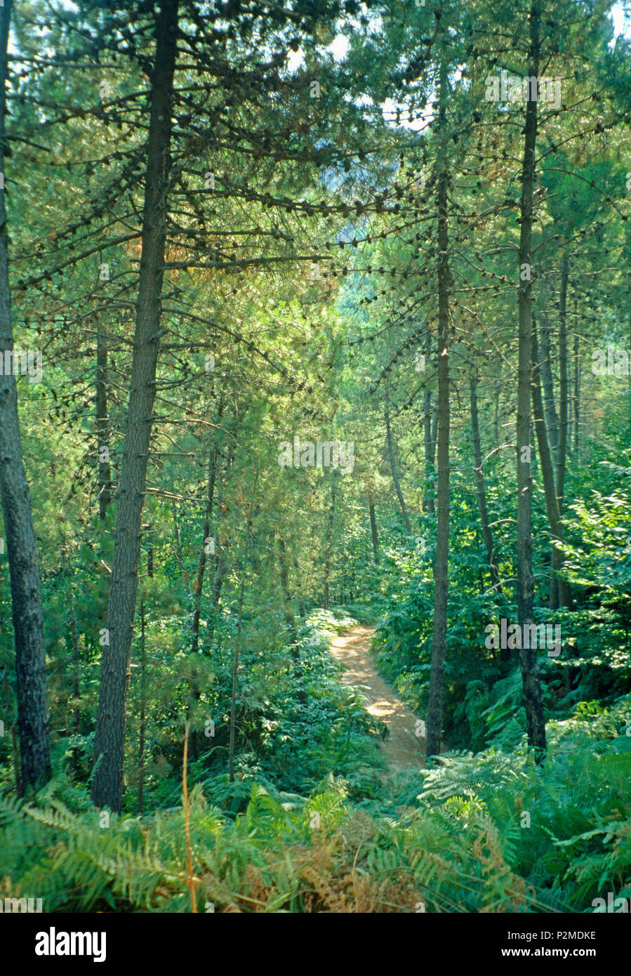 Percorso attraverso alti alberi di larice in Toscana woodland Foto Stock