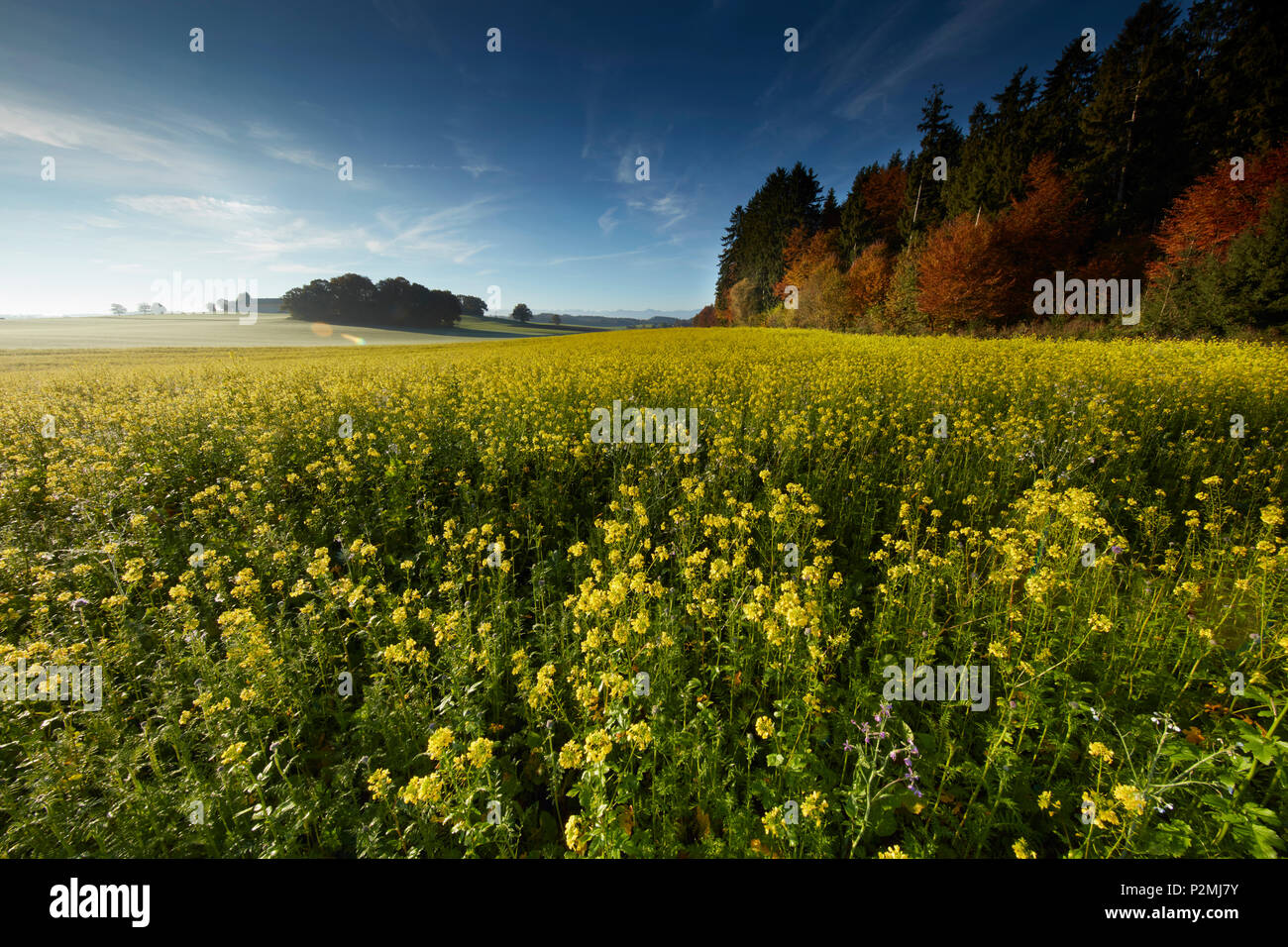 Prealpi, Attenkam, Muensing, Alta Baviera, Germania Foto Stock