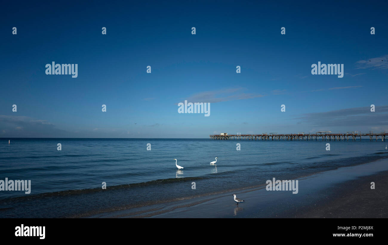 Redington Beach. Florida, Stati Uniti d'America, Redington lungo molo, Redington Shores, pesca Shack. Esca, affrontare, asta biciclette, Golfo del Messico, Martedì 04/10/2016 © Pete Foto Stock