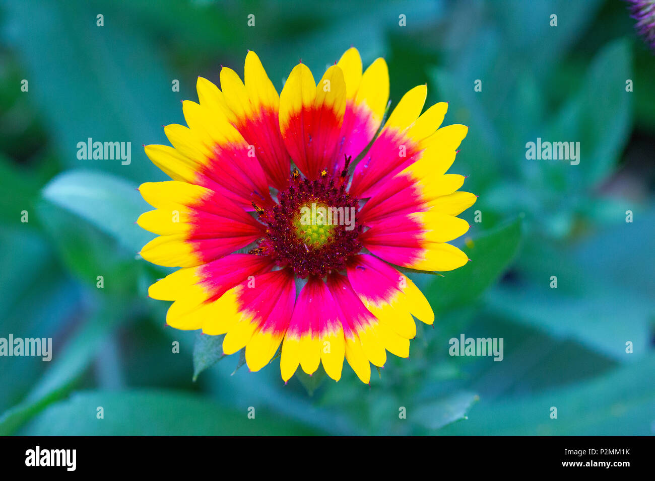 Coreopsis grandiflora, un bellissimo fiore coloratissimo Foto Stock