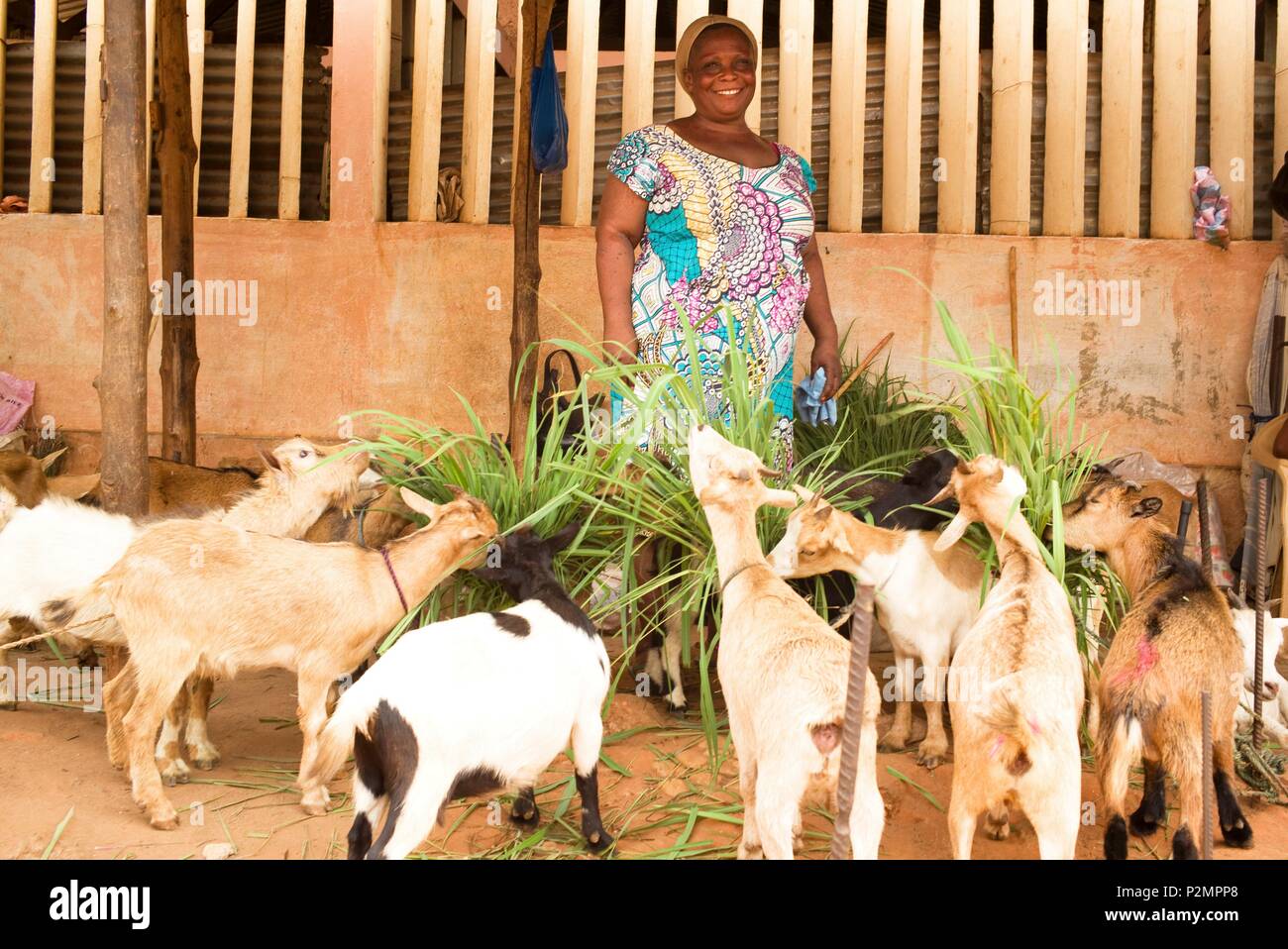 Il Togo, Lomé, ONG Assilassime supportato da imprenditori du Monde, donna che ha beneficiato di unsecured micro-credito per allevare gli animali in vendita Foto Stock