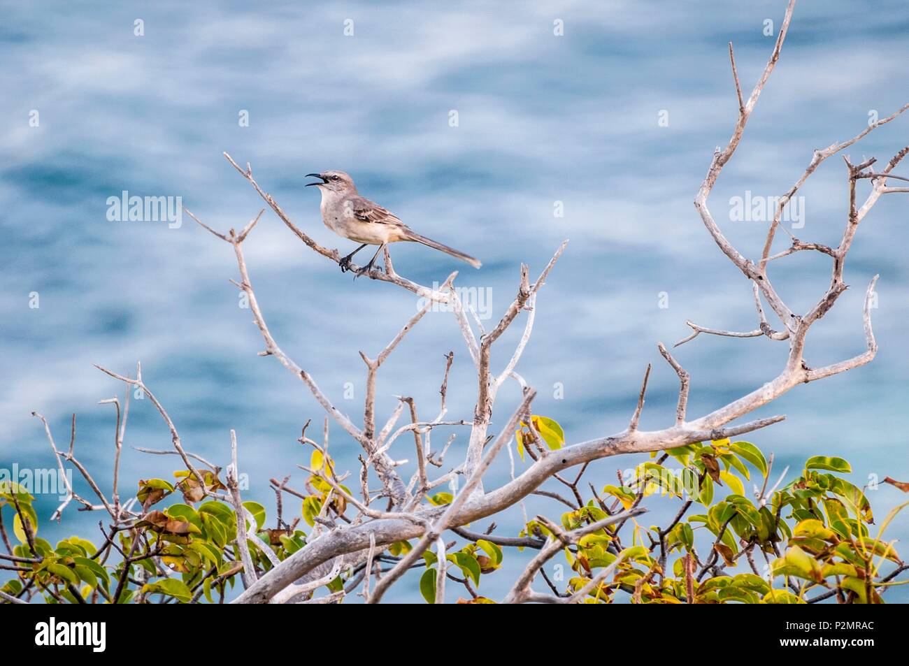 Caraibi, Piccole Antille, Saint Vincent e Grenadine, Mayreau Isola, Salt Whistle Bay, Mimus gilvus Foto Stock