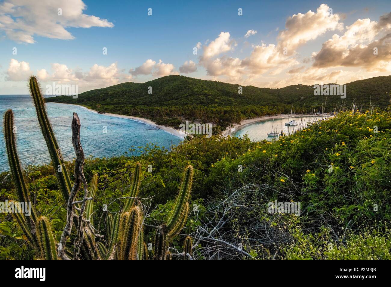 Caraibi, Piccole Antille, Saint Vincent e Grenadine, Mayreau Isola, spiaggia e Coconut Grove a Salt Whistle Bay al tramonto, Cactus-candela (Cereus royeni) in primo piano Foto Stock