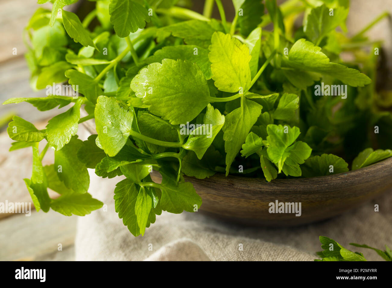Materie organiche verde erba Dropwort pronto a mangiare Foto Stock
