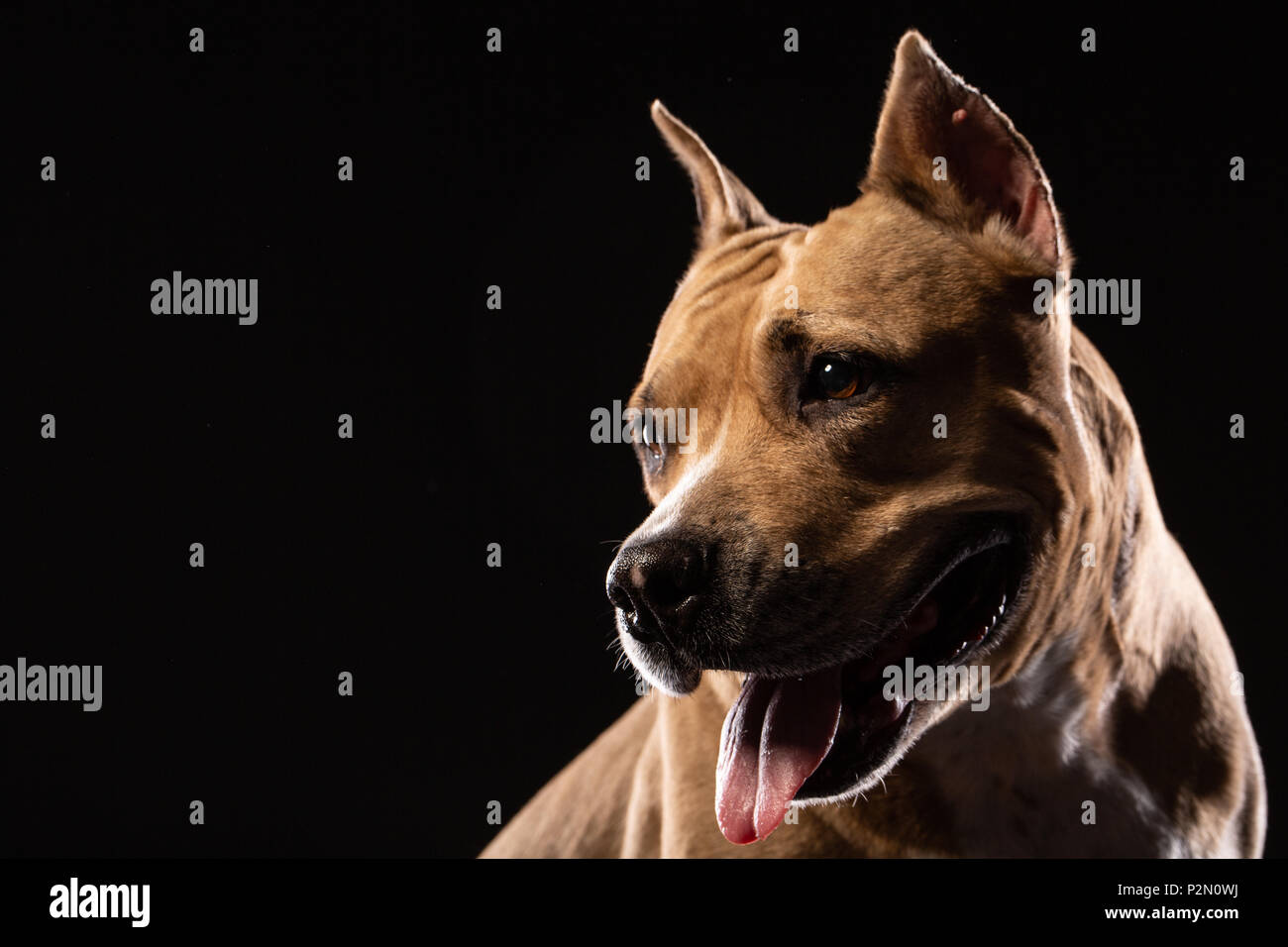 Un rosso pit bull su uno sfondo nero. Ritratto di cane. Spazio di copia Foto Stock