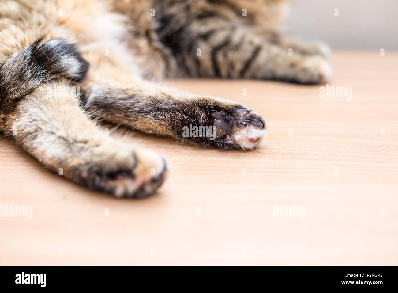 Carino bellissimo gatto divertente a casa Foto Stock