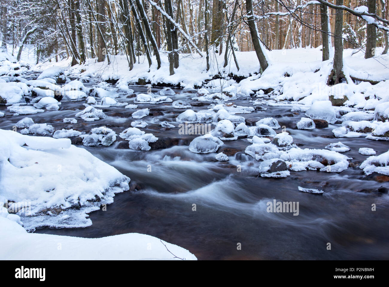 Forest, sul fiume Bode freddo inverno, la neve, il ghiaccio, Oberharz, Germania Foto Stock