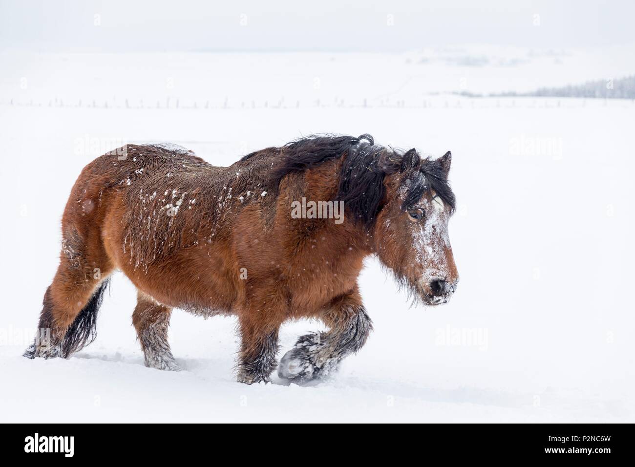 Francia, Lozère, Nasbinals, Aubrac Parco Naturale Regionale, Ardennais cavallo durante una nevicata Foto Stock